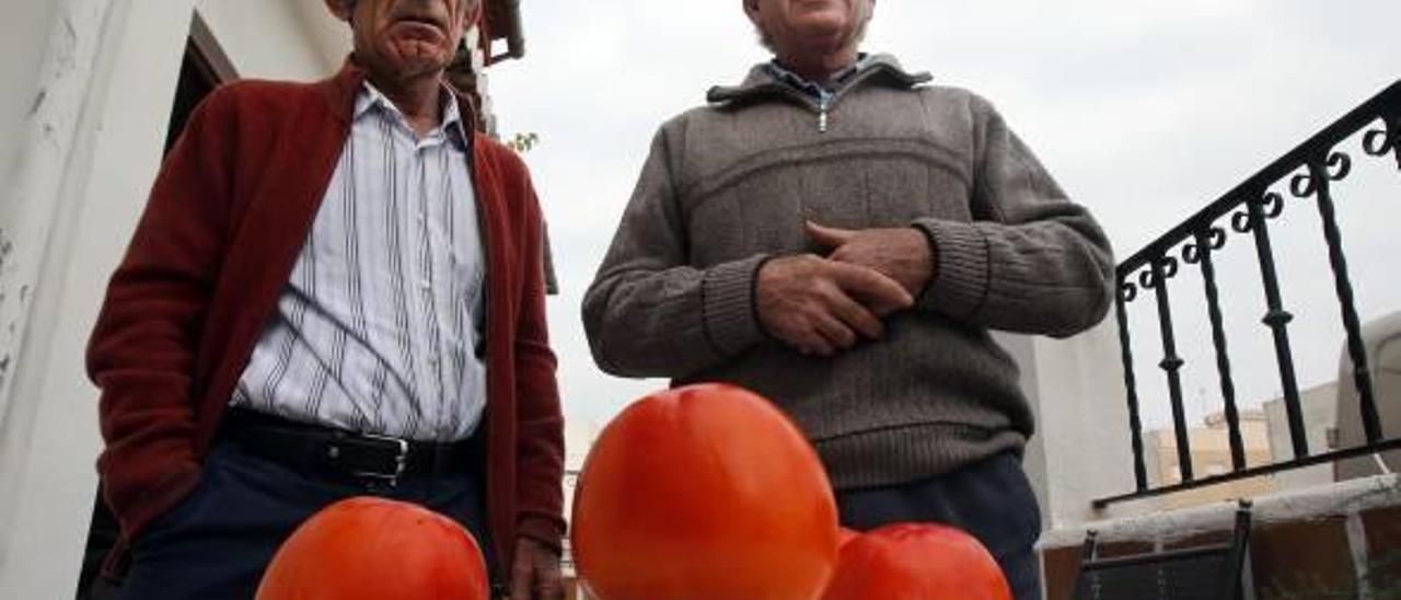 Un agricultor recolecta caquis de casi un quilogramo