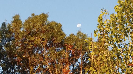 Lluna. Era al matí i encara es podia veure la lluna minvant entre els arbres, que ja anuncien el canvi d’estació.