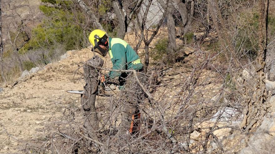 La ‘xylella’ se extiende entre las plantas silvestres como la manzanilla