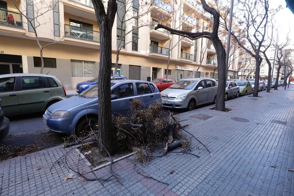 Ramas caídas en la calle Josep Oleza de Palma