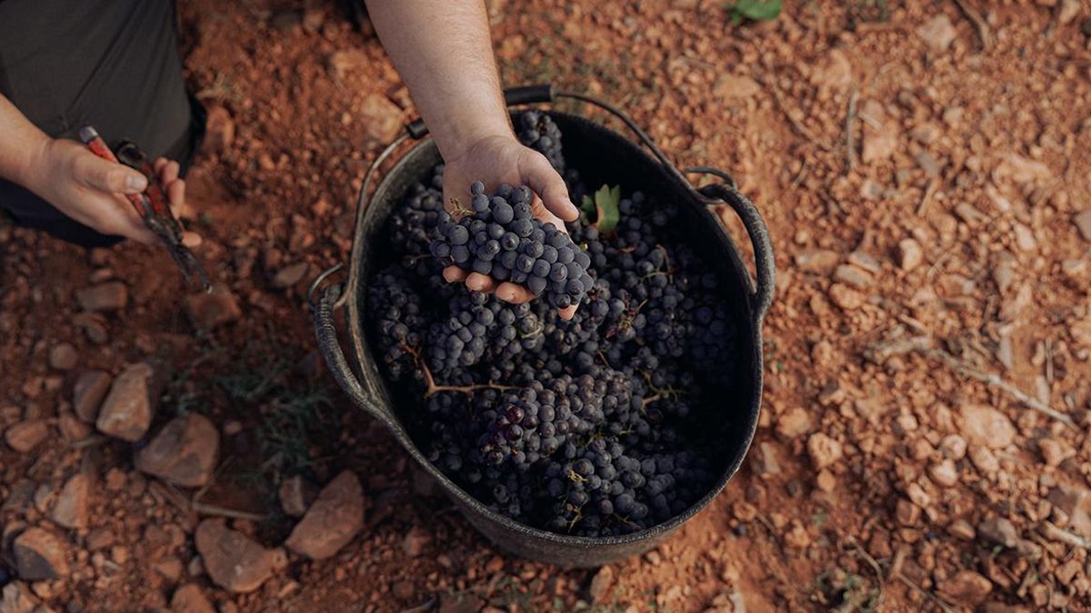 Garnachas premium, una misma variedad pero con una expresión diferente según la zona