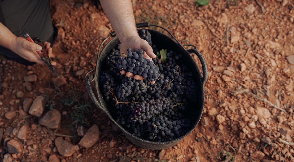 Garnachas premium, una misma variedad pero con una expresión diferente según la zona