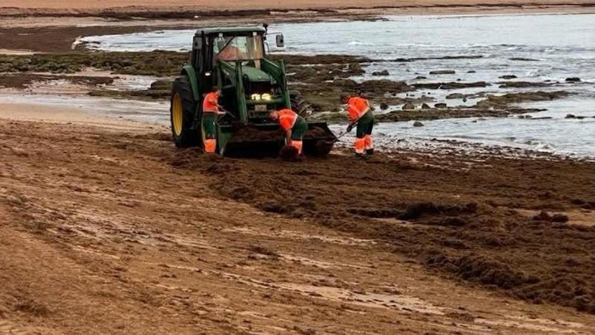 Operarios de Emulsa retiran algas en la playa de Poniente.
