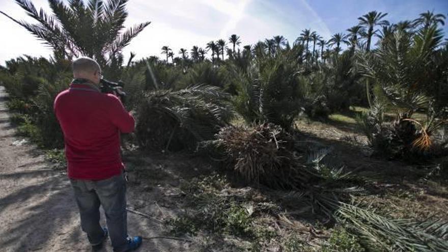 Localizan el mayor foco de picudo dentro del Palmeral en tres viveros abandonados