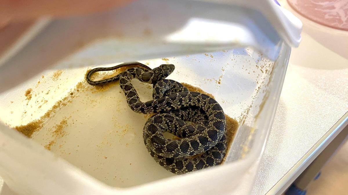 Un ejemplar de serpiente localizado en Ibiza.