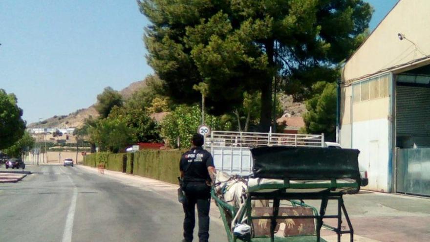 En burro al barbero en Santomera