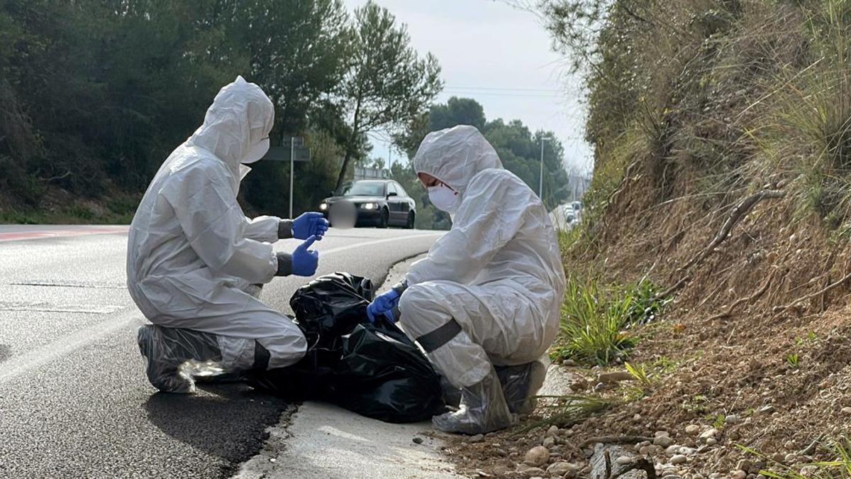 Miembros de los Agents Rurals trabajan en Collserola para detectar casos de peste porcina africana