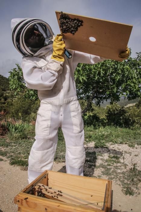 La fumigación contra la Xylella acaba con el 30% de los panales de abejas de la provincia de Alicante.