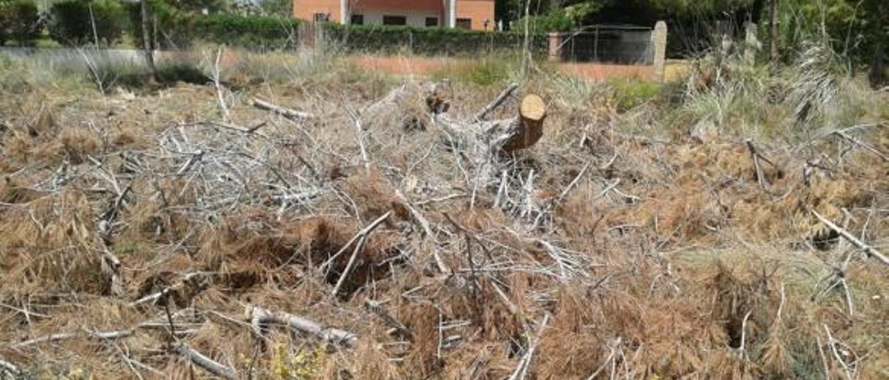 Talan de forma ilegal más de 30 pinos en las dunas protegidas de Almardà