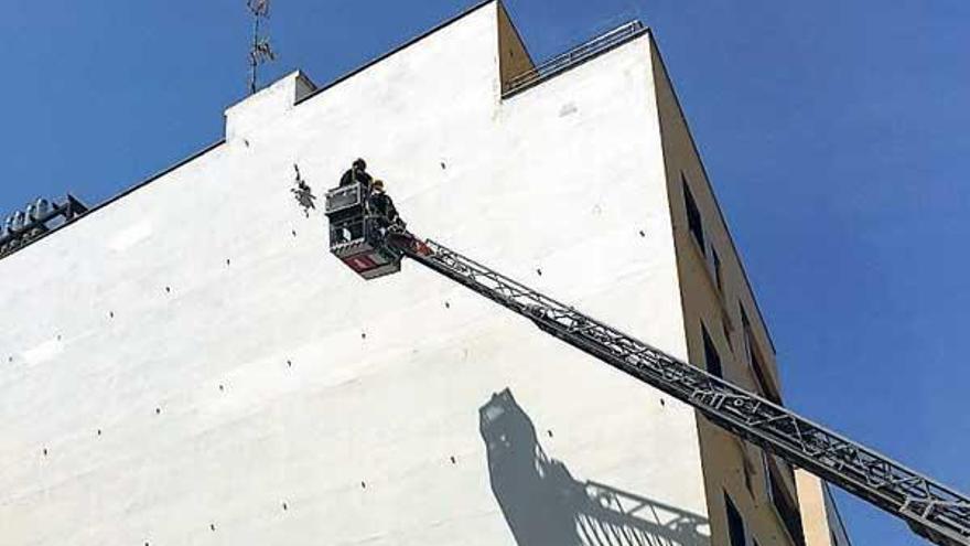 La gaviota quedó enganchada a más de 15 metros de altura.  // BM