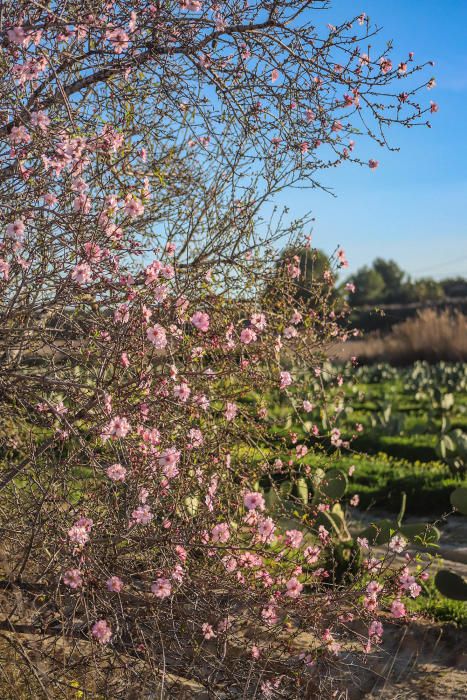 En algunos bancales de secano de la Vega Baja los almendros ya están en flor Es habitual para el caso de la comarca y más este año con lluvia y temperaturas moderadas de los últimos dos meses.