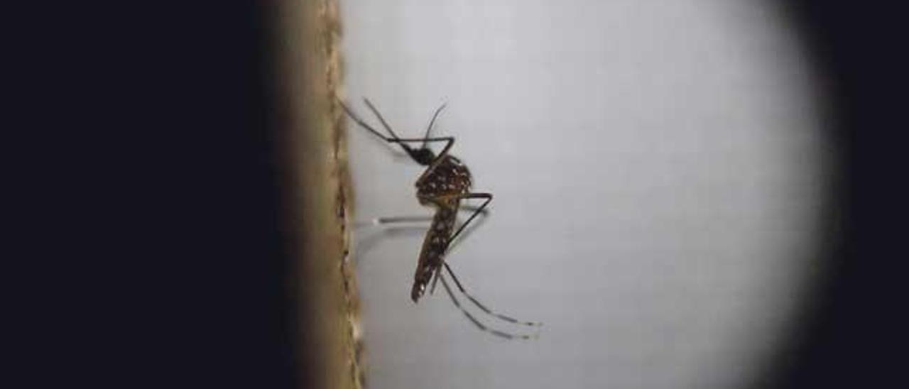 Un mosquito de la variedad Aedes aegytpi, el cual transmite el virus del zika, dengue y chikungunya.