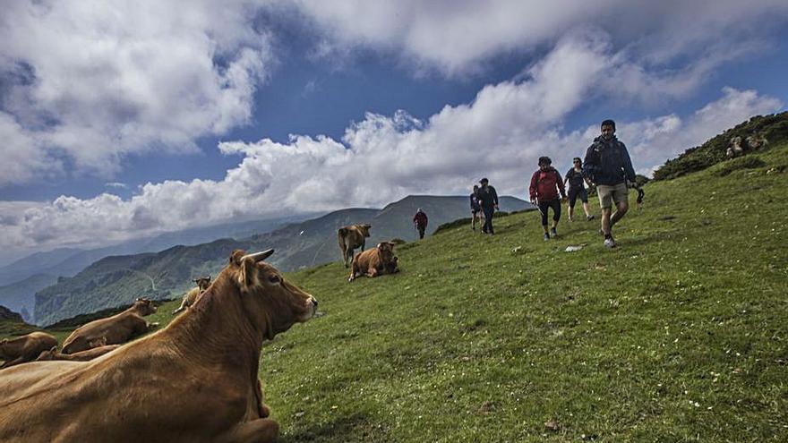 Ganado en Remoña, antes de tomar el sedo de Pedabejo . |Miki López