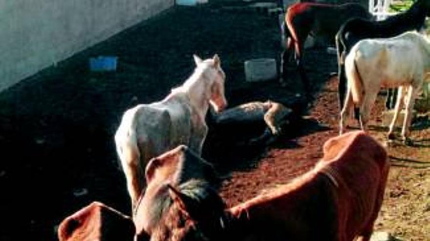 Un acusado de dejar morir de sed y hambre a sus caballos se enfrenta a 3 años de cárcel