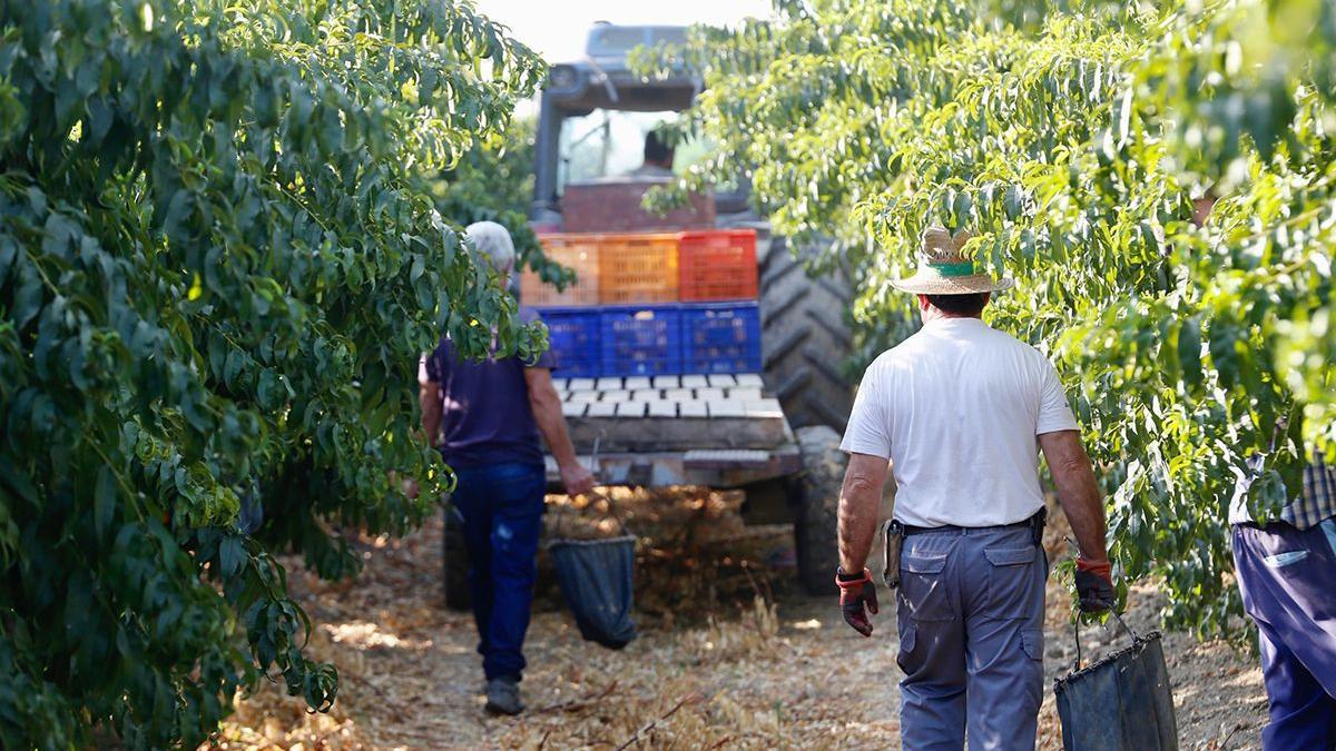 Recolección de melocotón en la finca de La Veguilla, en una imagen de archivo.