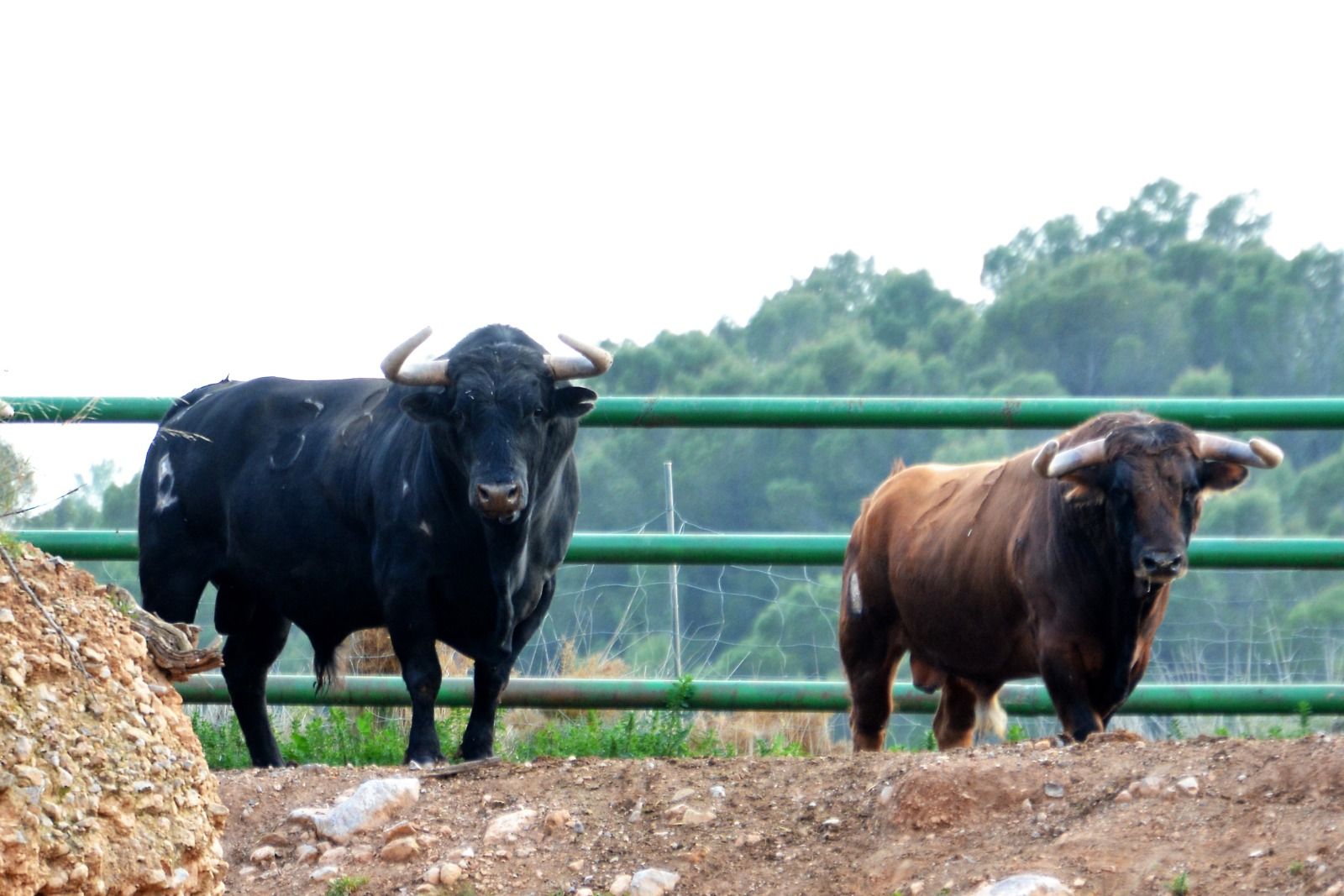 Naturaleza y plenitud: así viven los toros de la ganadería de Daniel Ramos