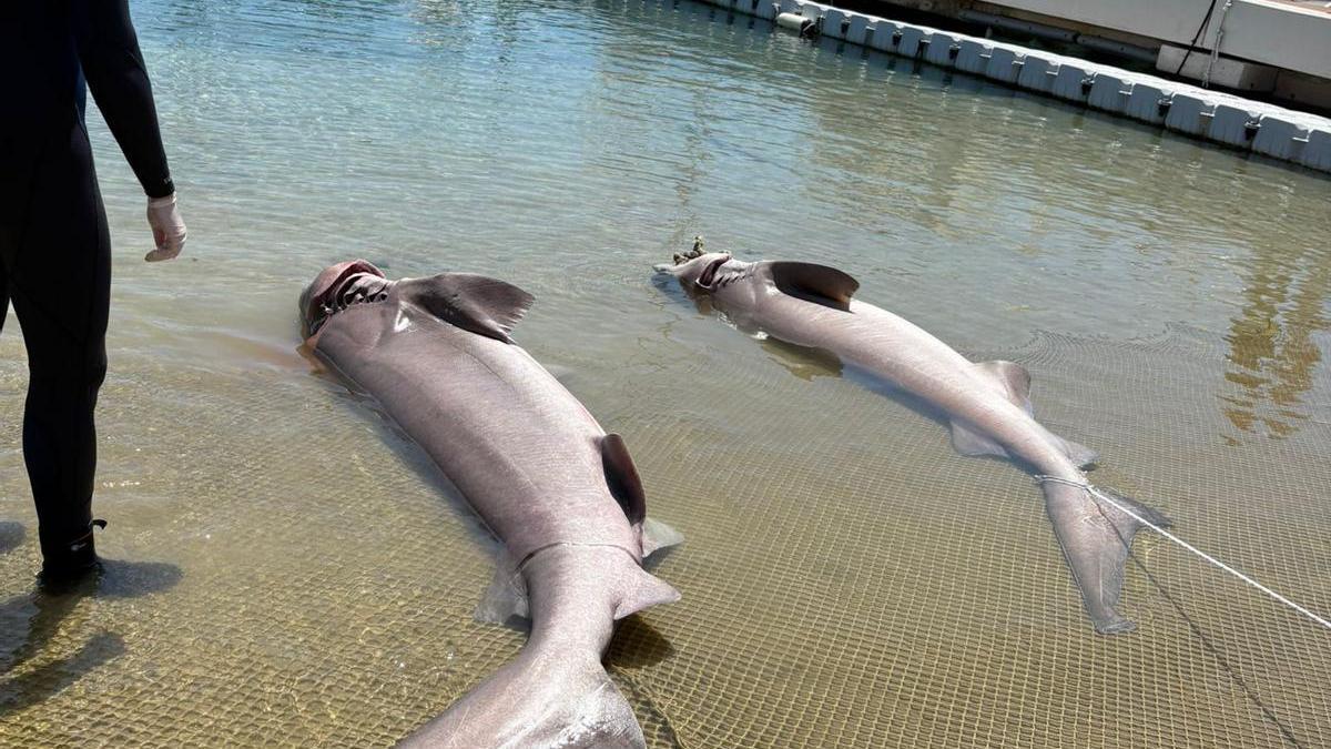 Die Kadaver werden nun ins Palma Aquarium gebracht.