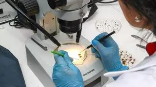 El CIMA insiste en buscar fórmulas para frenar la crisis del marisqueo con berberechos más resistentes y nuevos métodos para detectar toxinas