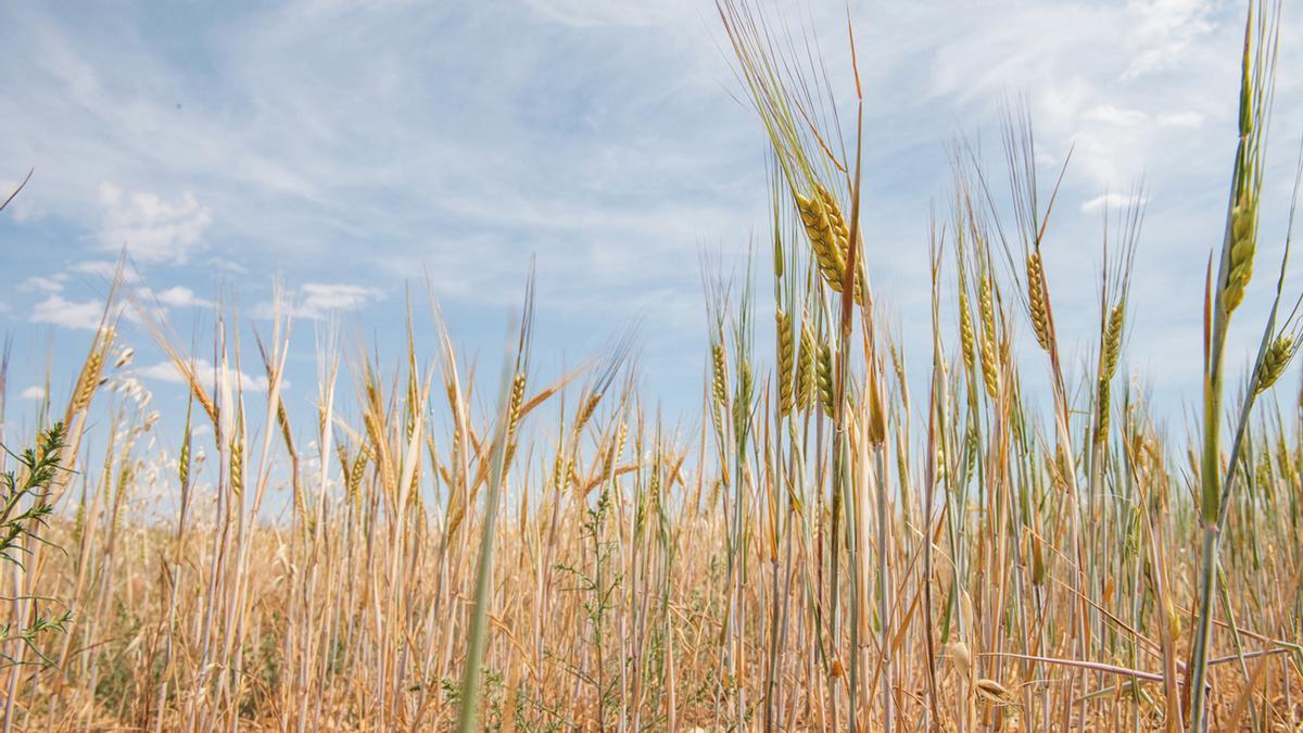 Un campo de trigo manchego.
