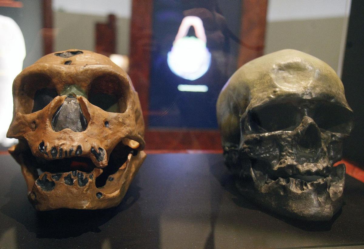 Los cráneos de un homo neanderthalensis y un homo sapiens.