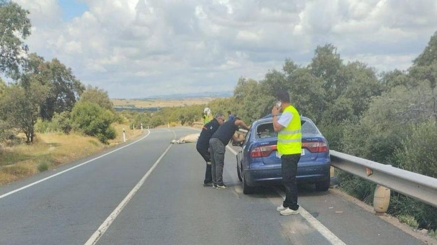 Dos personas heridas y dos equinos muertos, en un accidente entre Valverde y Olivenza (Badajoz)