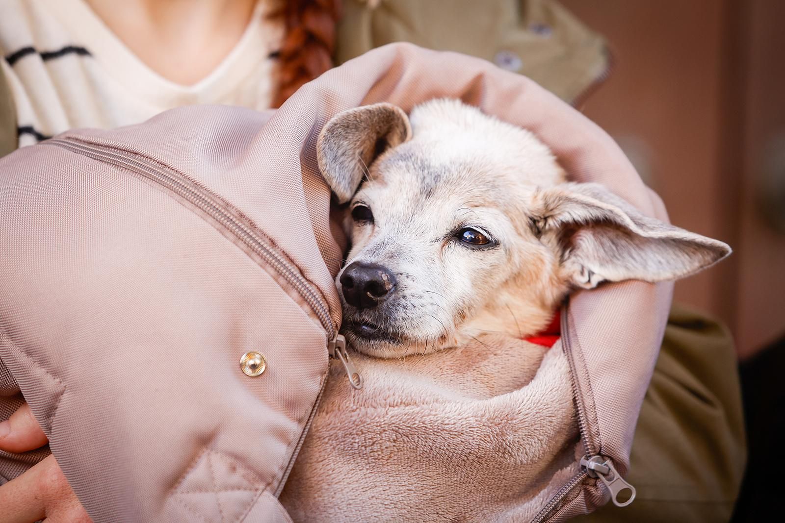 Un paseo con perros para fomentar la adopción