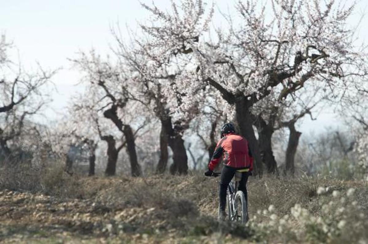 Ametllers florits a Arbeca