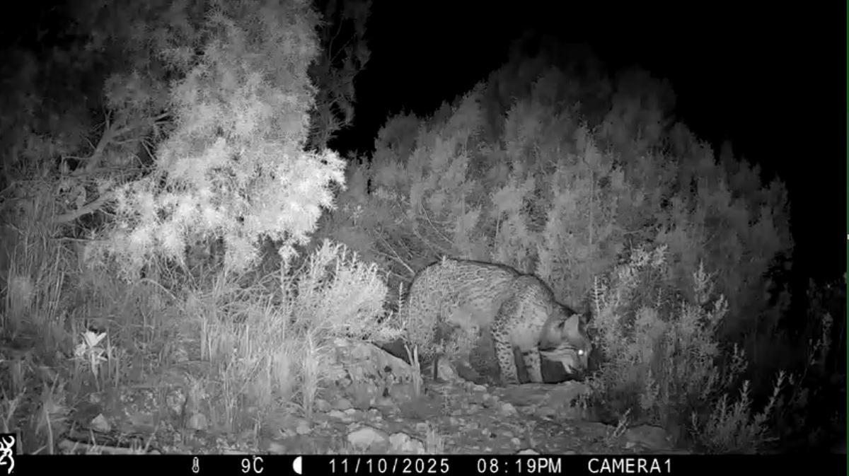 Un lince captado por una cámara térmica en la Comunitat Valenciana