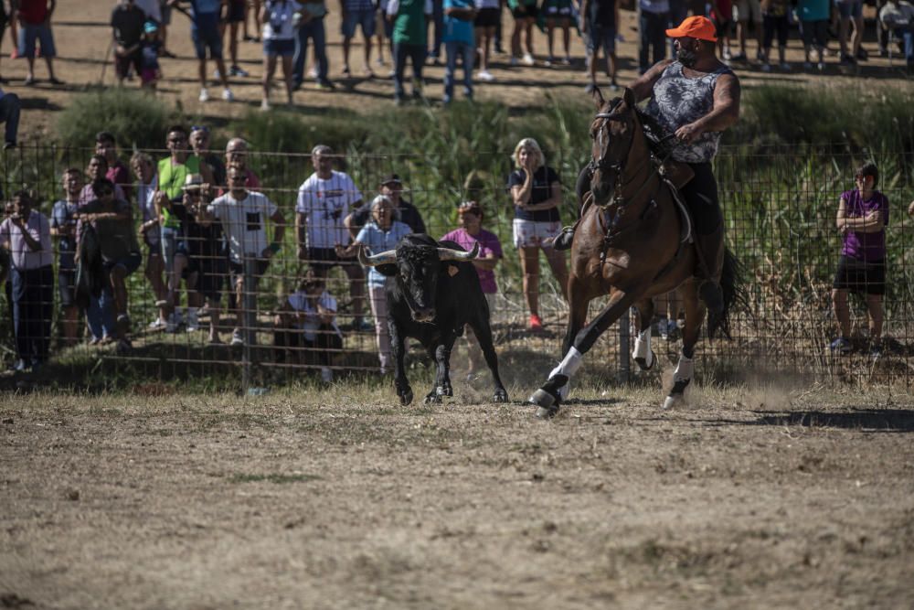 Fiestas en la provincia | Encierro en Fuentelapeña