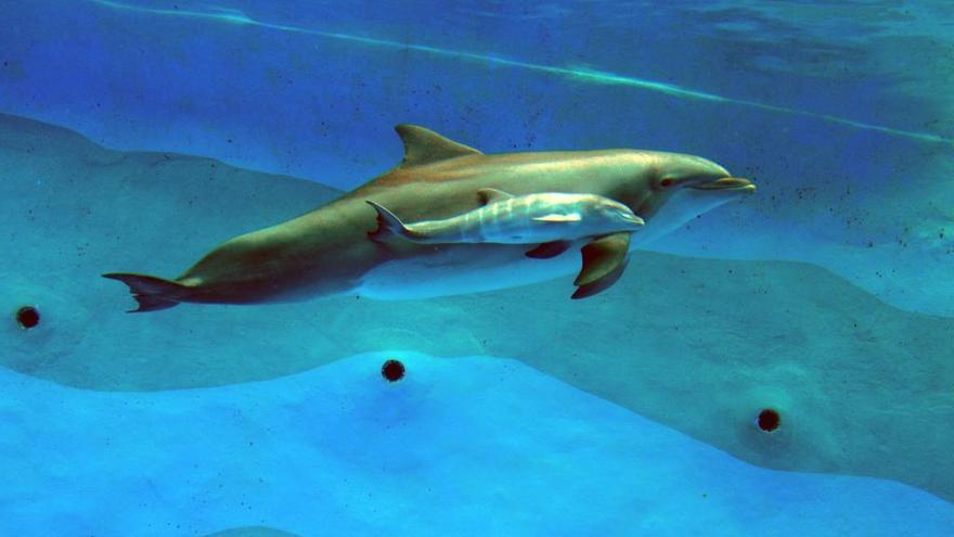 El primer delfín nacido por inseminación artificial se llama Nilo