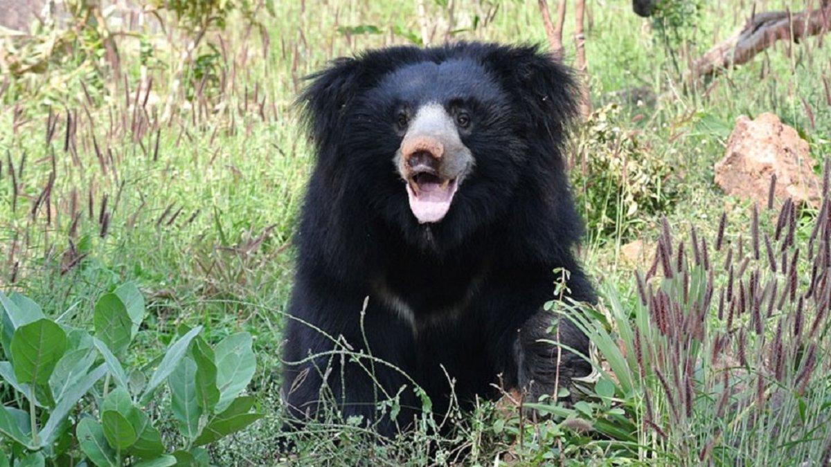 Arrestan a un cazador furtivo por comerse los penes de los osos lippus en India | Google