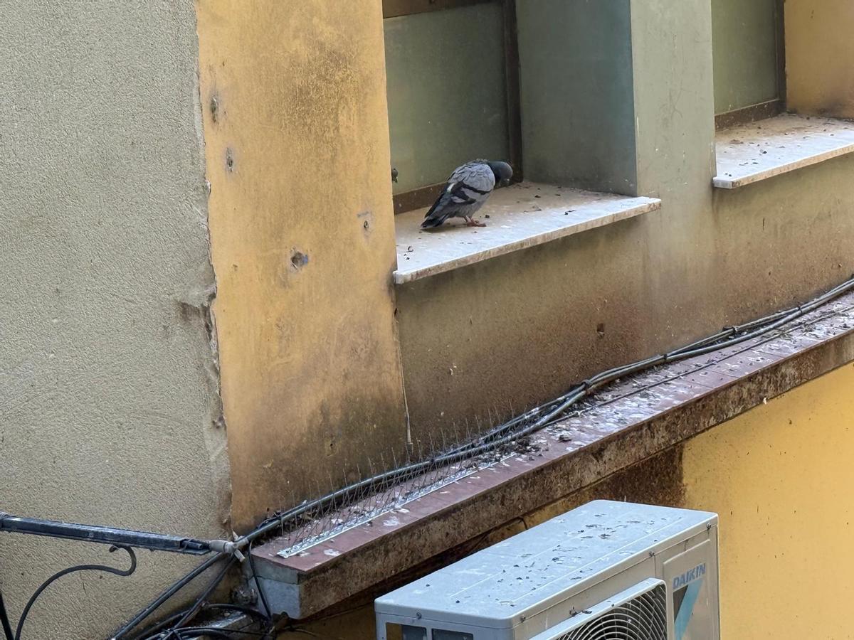 Palomas y excrementos en una comunidad