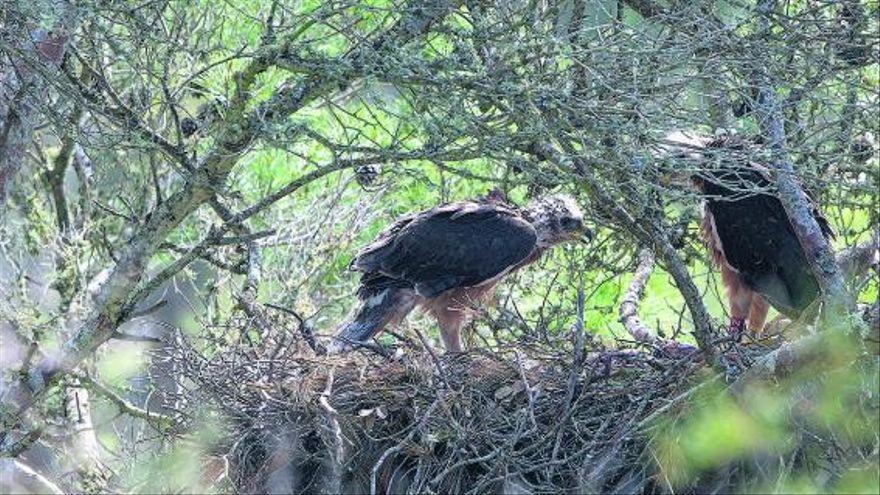 Ausgeschüpft: Nest im Inselinneren