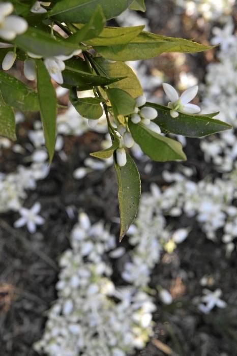 Auf der biologischen Zitrus-Plantage Ecovinyassa in Sóller ziehen die weißen Blüten nicht nur Bienen an.