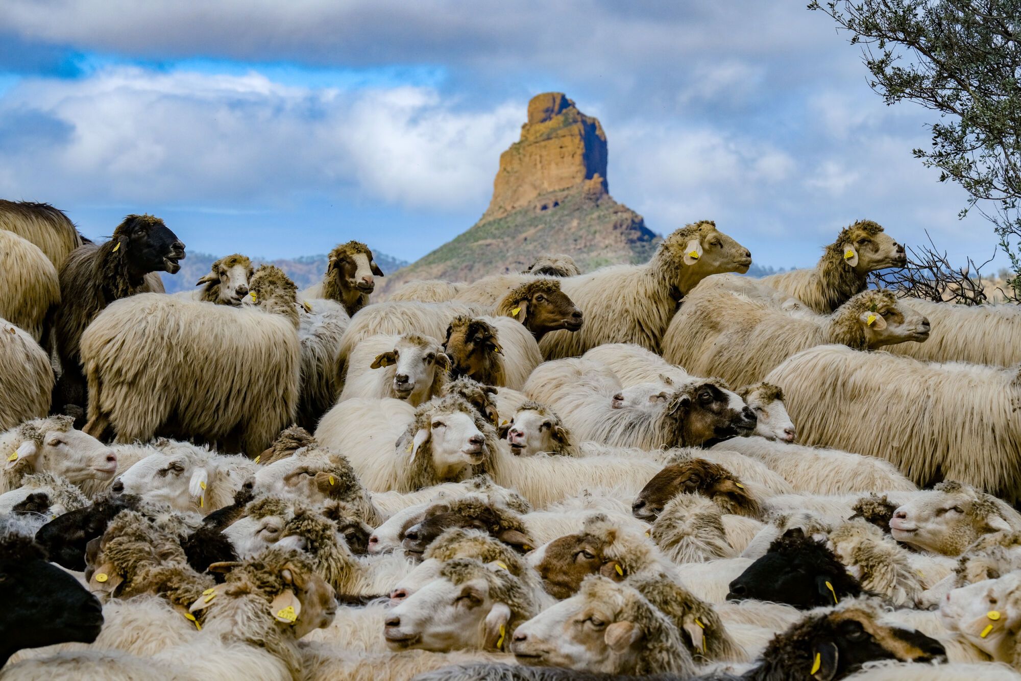 Transhumancia en Tejeda