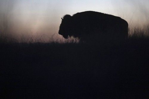 An American bison stands in the grasslands of the Janos Biosphere Reserve in Janos