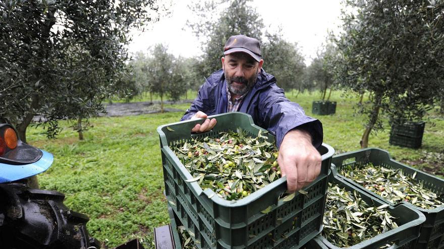 A Estrada, mochuelo para muchos olivos