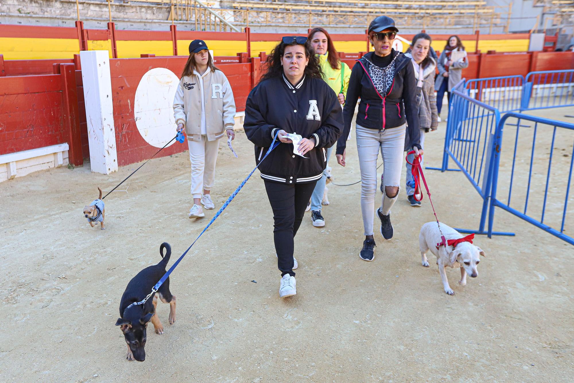 Concurso ecuestre y Bendición de animales por San Antón en Alicante