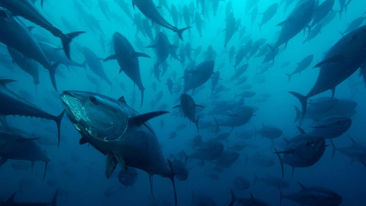 Los atunes serán un 15% más pequeños en 27 años por el cambio climático