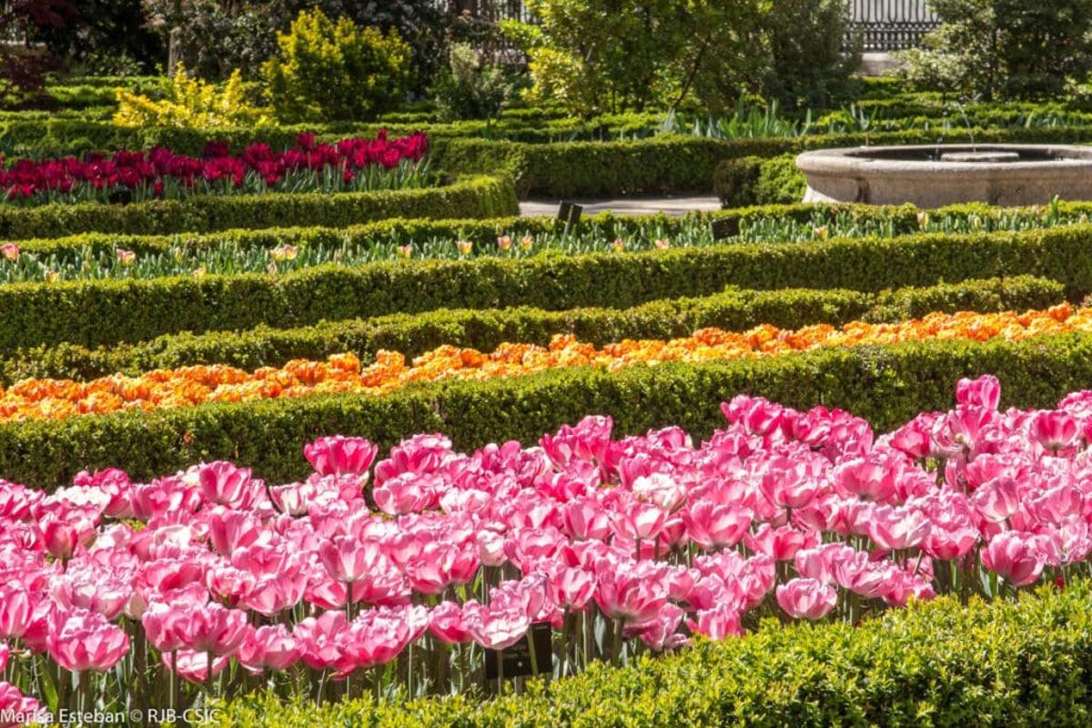 El pasado mes de diciembre el personal de la Unidad de Jardín y Arbolado del RJB-CSIC plantó nada menos que 23.000 bulbos de tulipanes con el objetivo de dar color al inicio de la primavera