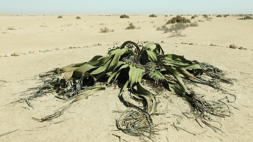 Así es la sorprendente planta que puede vivir más de 2.000 años