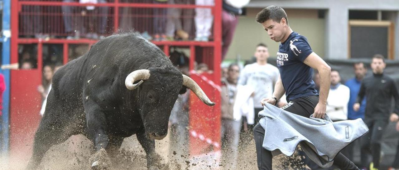 Machancoses arrasa en el concurso de ganaderías  de Moncada