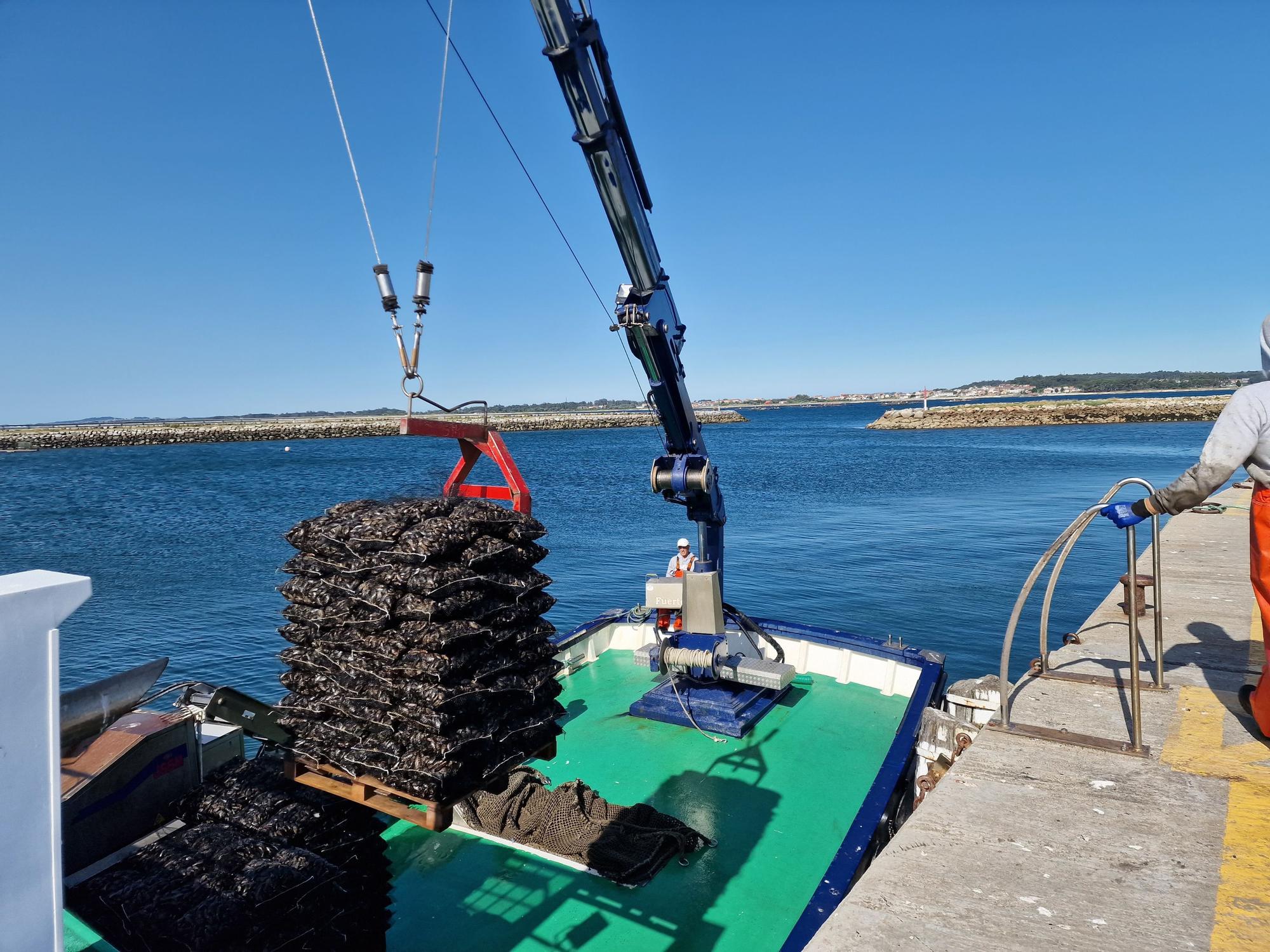 Descargas de mejillón en Arousa.