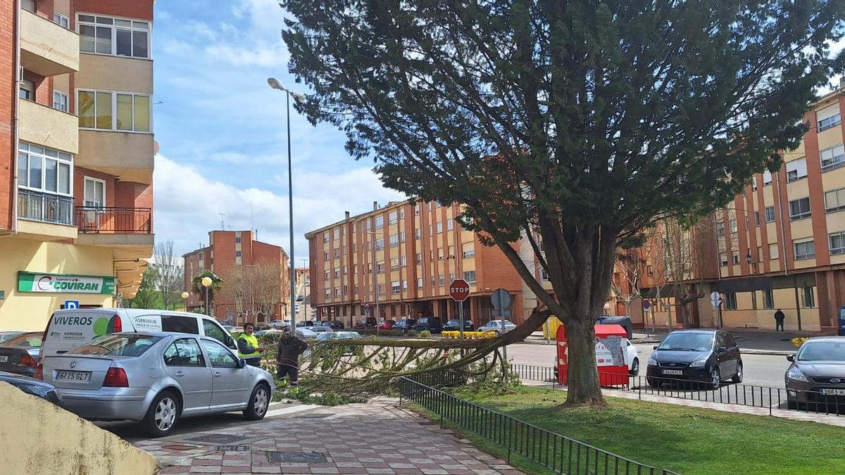 El viento ha derribado una enorme rama en Honduras a las 14.30 horas de la tarde.