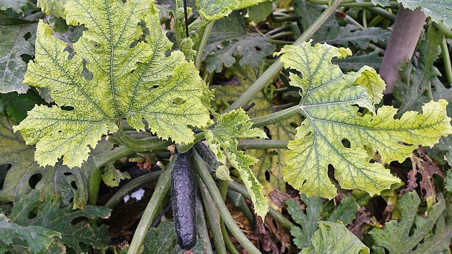 Virus del amarilleo, que afecta a distintos cultivos de cucurbitáceas del Campo de Cartagena.