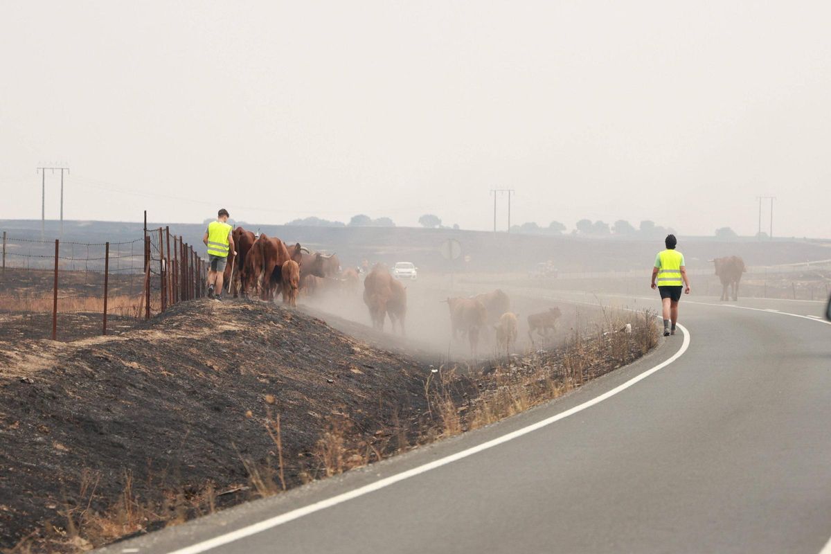 Vacas evacuadas en la carretera Arroyo-Casar