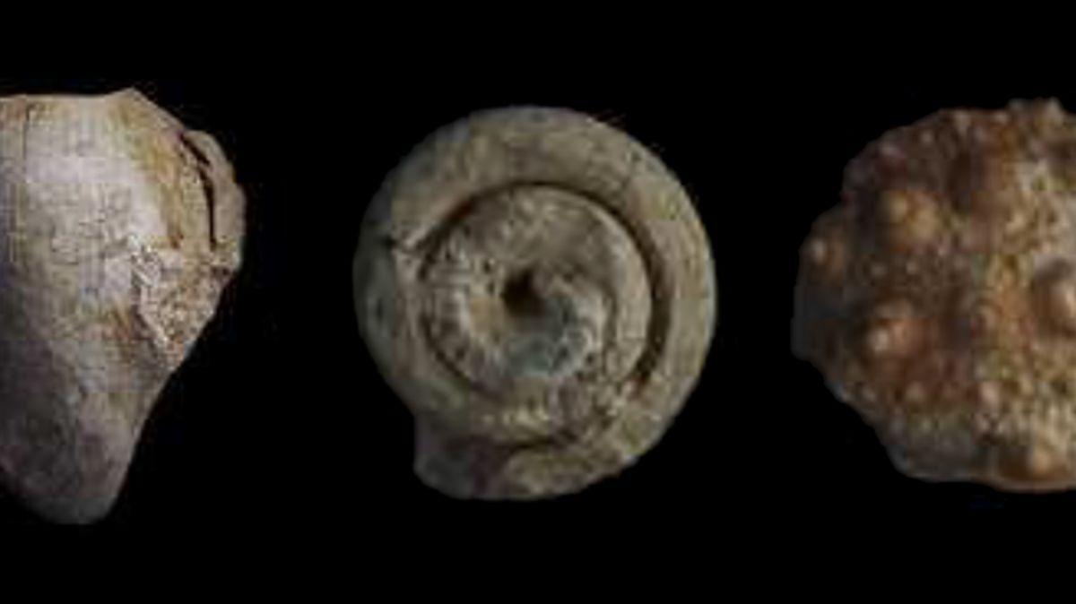 Algunos de los fósiles analizados en el estudio.