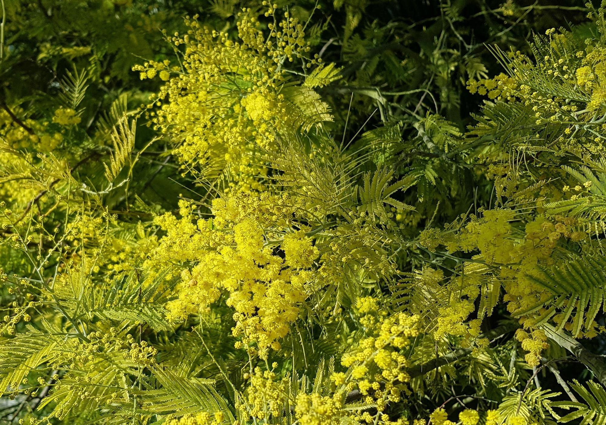 En imágenes: Florecen las mimosas en Villaviciosa