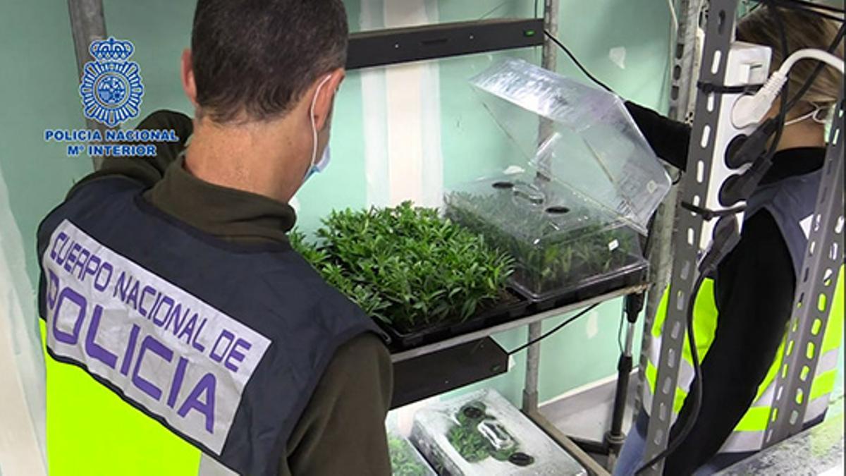 Desmantelada una nave industrial con más de 61.000 plantas de marihuana que funcionaba como vivero para otras plantaciones