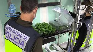 Desmantellat un cultiu amb 61.000 plantes de marihuana